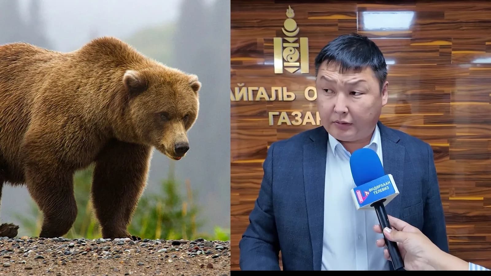 Д.Мөнх-Эрдэнэ: Хэнтий аймгийн хэмжээнд 333 баавгай орж ирсэн