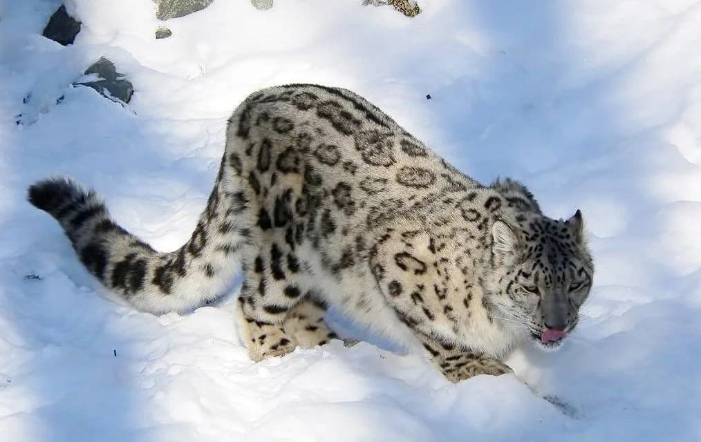 Олон улсын цоохор ирвэс хамгаалах өдөр тохиож байна